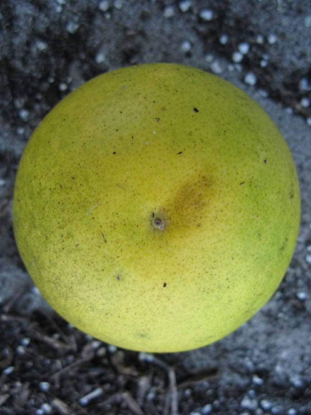              Fruit (Winter Haven, FL)       